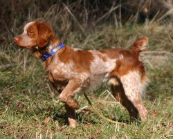 roan brittany spaniel puppies for sale