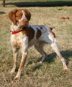 roan brittany spaniel puppies for sale