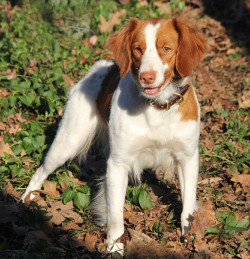 Brittany spaniel hot sale georgia