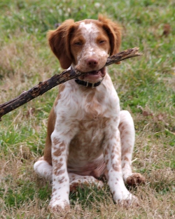 roan brittany spaniel puppies for sale