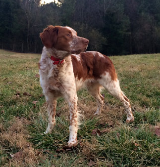 roan brittany spaniel puppies for sale