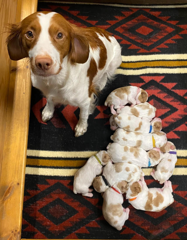 Hadley with her pups
