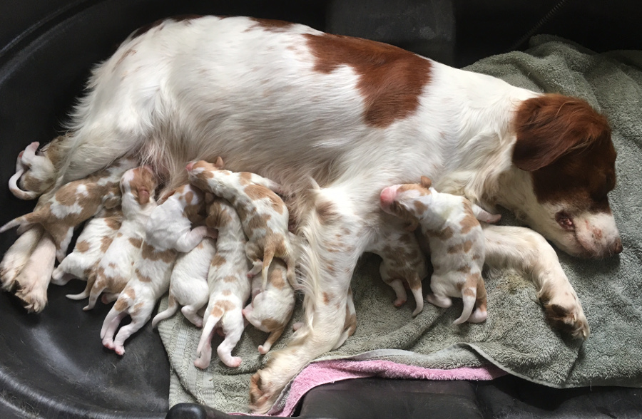 Brittany Pups